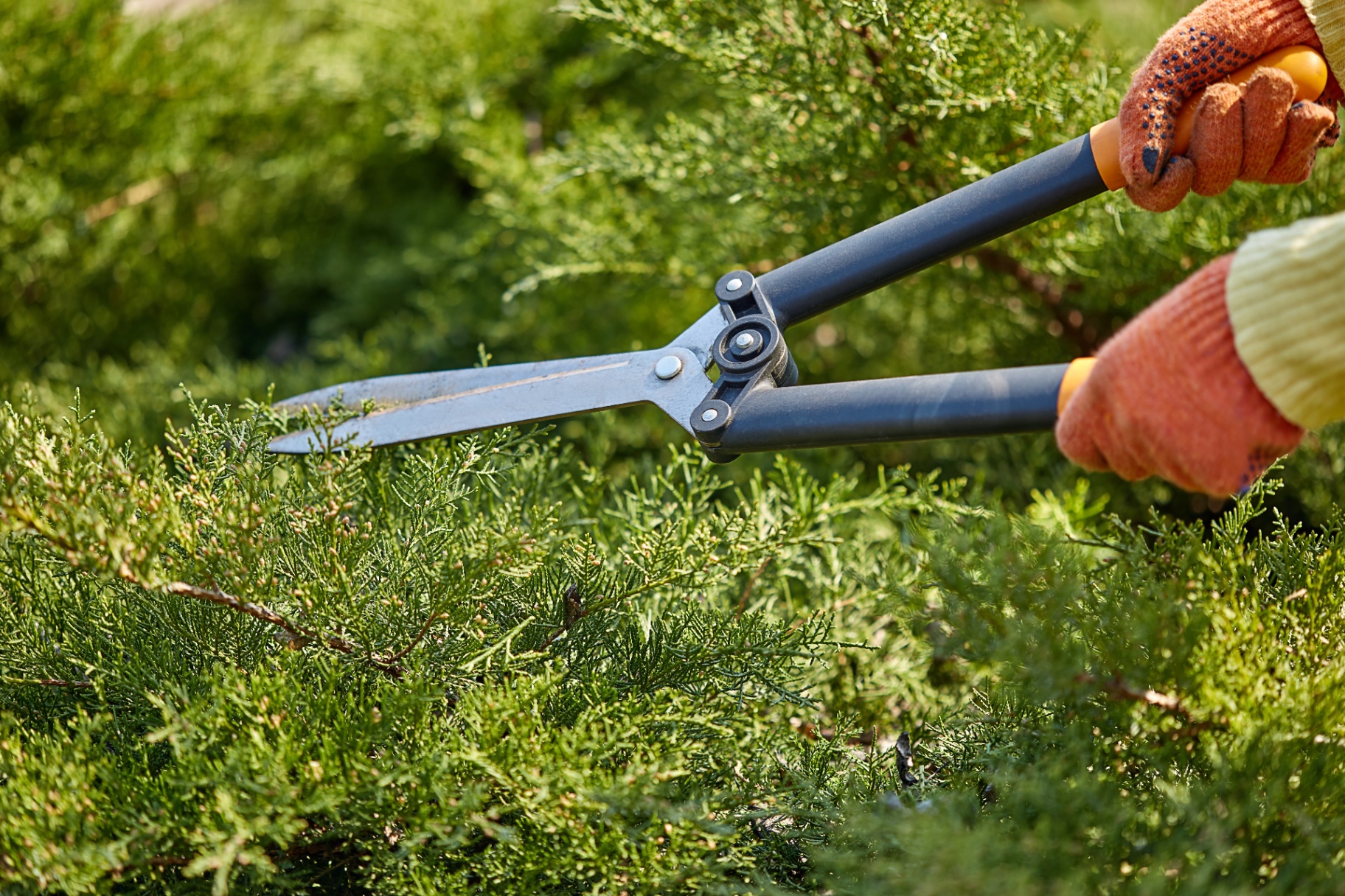 Landscaping professional trimming hedges